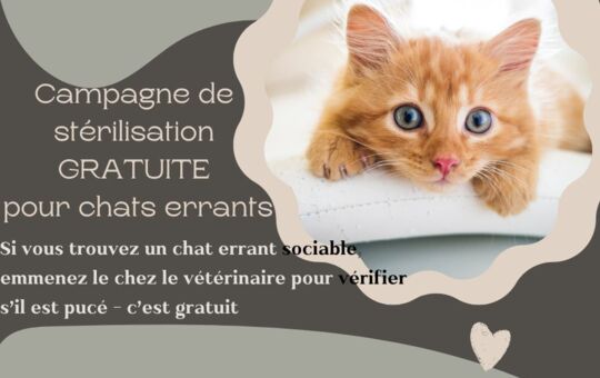 Campagne de stérilisation pour chats errants