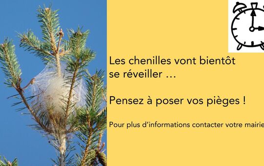 Chenilles processionnaires